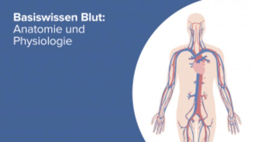 Basiswissen Blut Anatomie und Physiologie