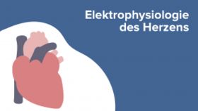 Elektrophysiologie des Herzens