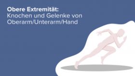 Obere Extremität: Knochen und Gelenke von Oberarm/Unterarm/Hand