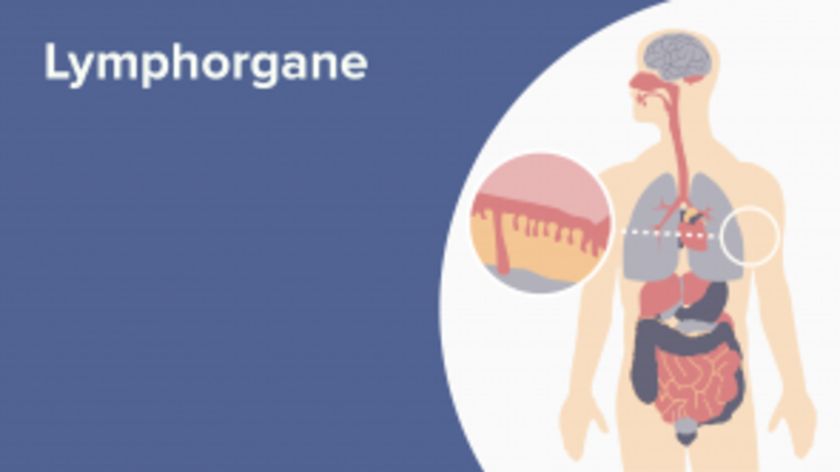Lymphorgane