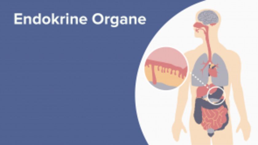 Endokrine Organe