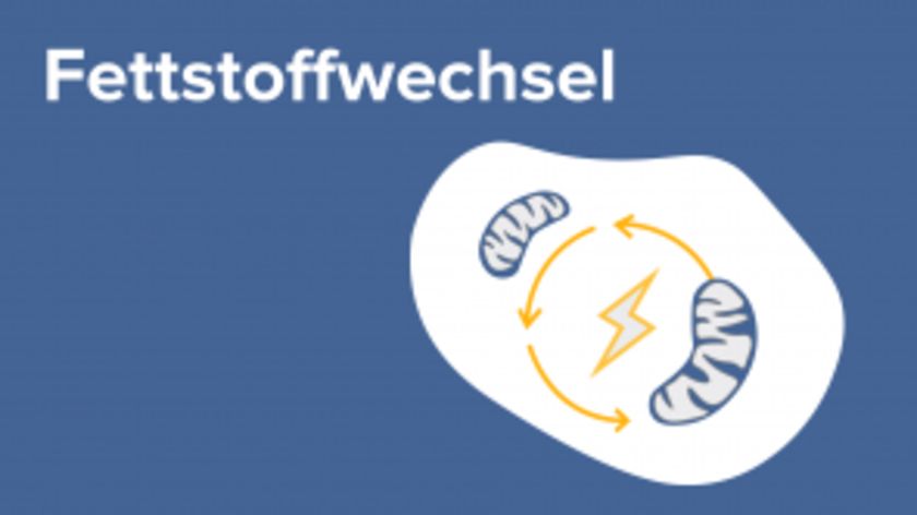 Fettstoffwechsel