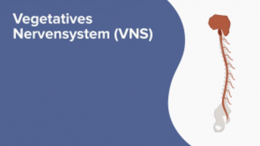 Vegetatives Nervensystem (VNS)