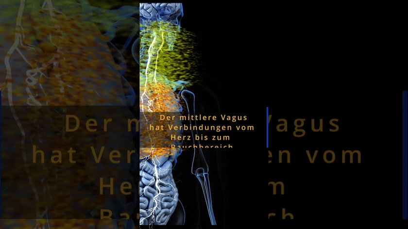 Das Trauma steckt im Nervensystem - Polyvagal Short