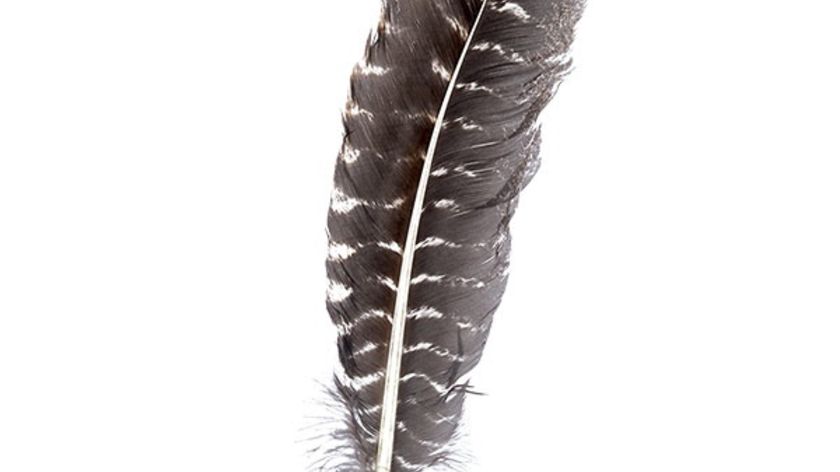 Räucherfeder Putenkiel getigert ca. 30cm lang