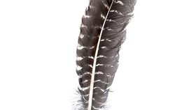 Räucherfeder Putenkiel getigert ca. 30cm lang