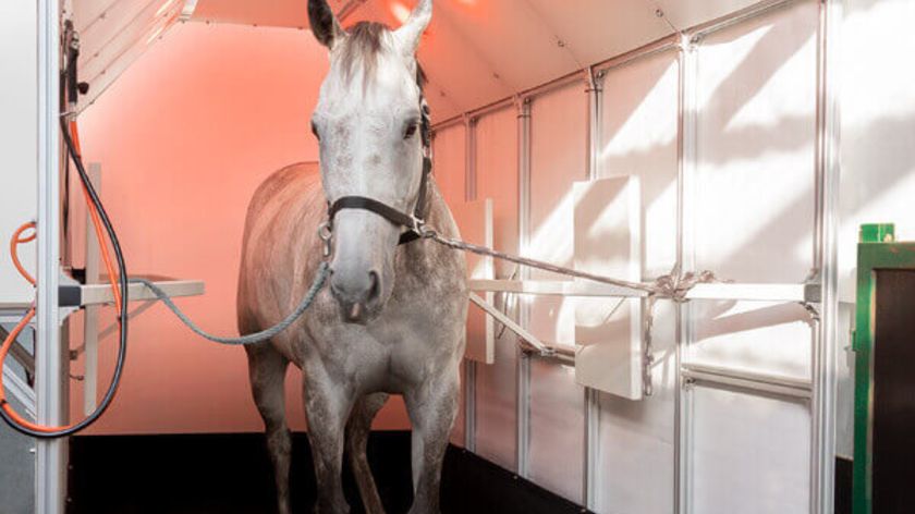 Wellplate horse