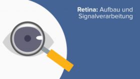 Retina: Aufbau und Signalverarbeitung