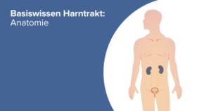 Basiswissen Harntrakt Anatomie