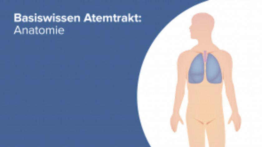 Basiswissen Atemtrakt Anatomie