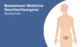 Basiswissen Weibliche Geschlechtsorgane: Anatomie