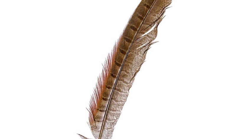 Räucherfeder Wildfasan Schwanzfeder ca. 27cm lang