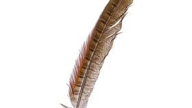 Räucherfeder Wildfasan Schwanzfeder ca. 27cm lang