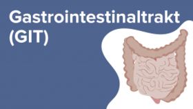 Gastrointestinaltrakt (GIT)
