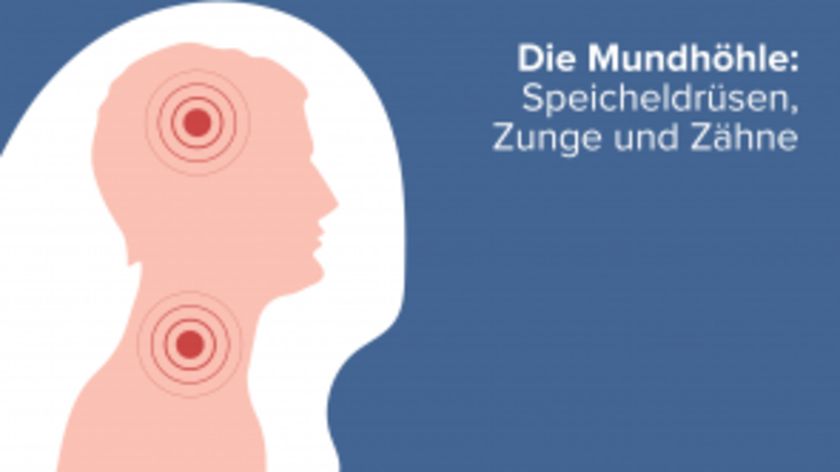 Die Mundhöhle: Speicheldrüsen, Zunge und Zähne