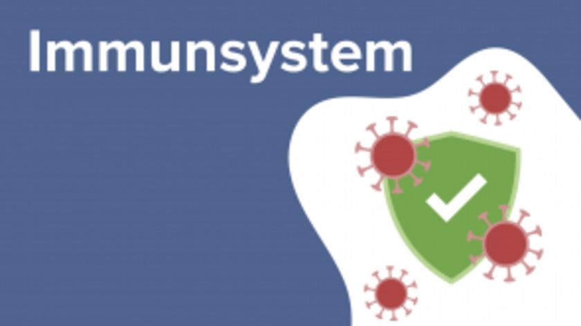 Immunsystem
