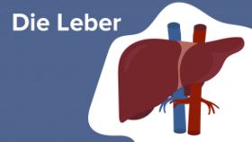 Die Leber