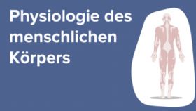 Physiologie des menschlichen Körpers