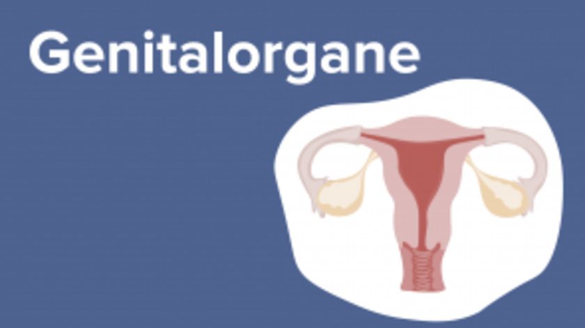 Genitalorgane