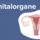 Genitalorgane