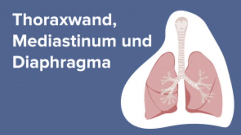 Thoraxwand, Mediastinum und Diaphragma
