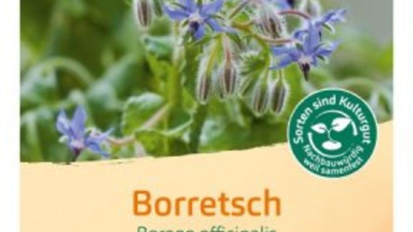 Bingenheimer Saatgut Borretsch