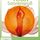 Yoga Sonnengruß DVD von und mit Chris