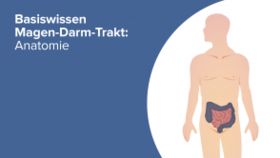 Basiswissen Magen-Darm-Trakt: Anatomie