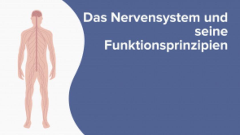 Das Nervensystem und seine Funktionsprinzipien