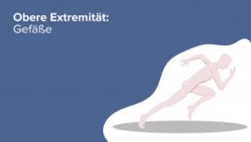 Obere Extremität: Gefäße