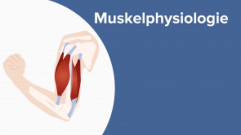 Muskelphysiologie