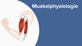 Muskelphysiologie