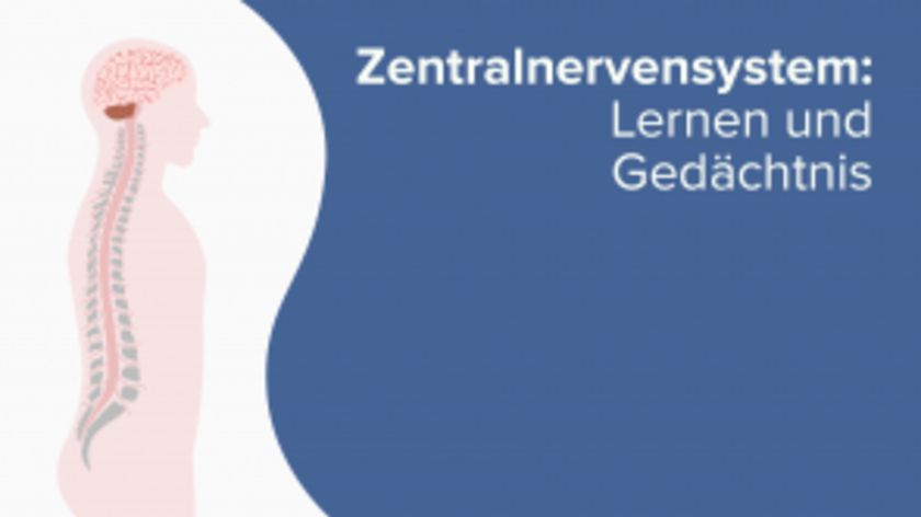 Zentralnervensystem: Lernen und Gedächtnis