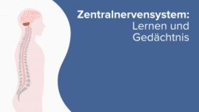 Zentralnervensystem: Lernen und Gedächtnis