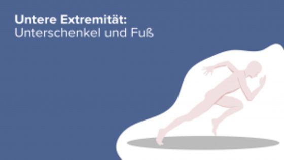 Untere Extremität: Unterschenkel und Fuß