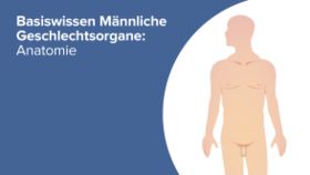 Basiswissen Männliche Geschlechtsorgane: Anatomie